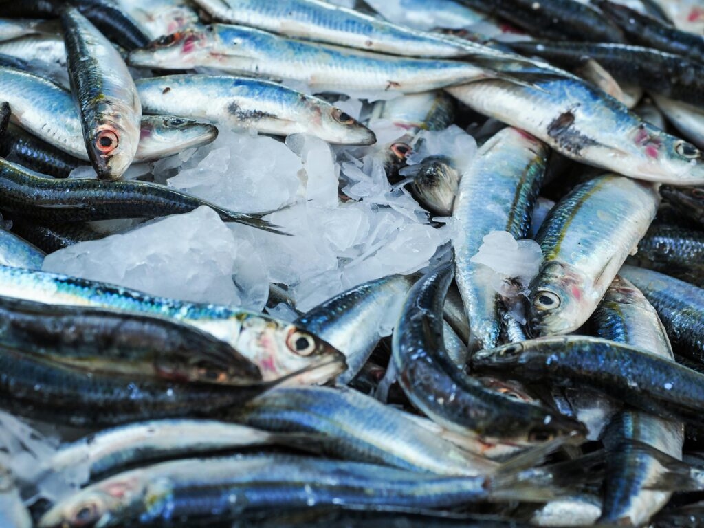 Navigating the U.S. Ban on Grenada’s Fish Exports: Opportunities, Challenges and Strategic Pathways for Trade Resilience